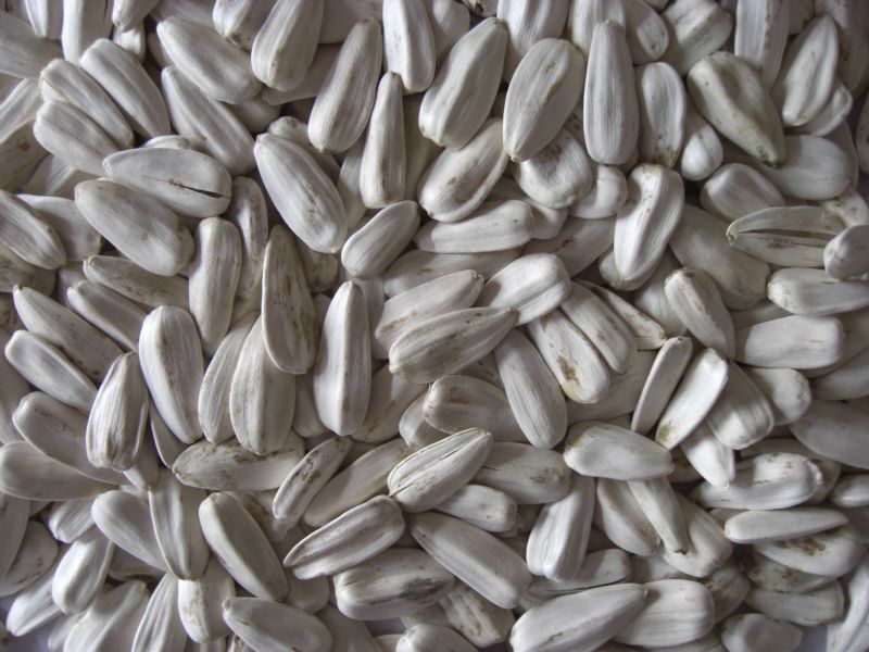 Sunflower seed 5009