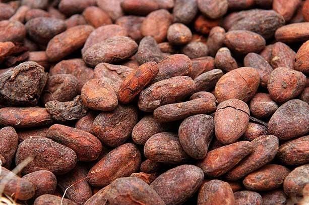 Top quality fermented cocoa beans 