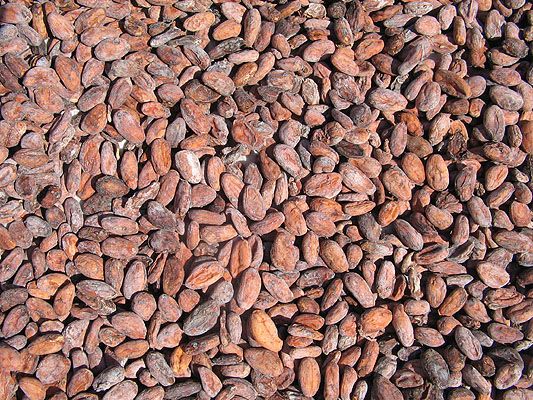 Top quality fermented cocoa beans