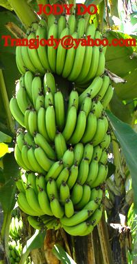 FRESH BANANA