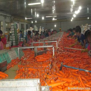 Washing Chinese new crop carrot vegetables
