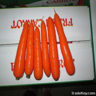 China fresh carrot exporter ( manufactory)