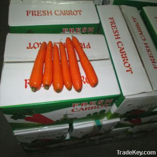 fresh carrot (250-350g) exporting to Korea