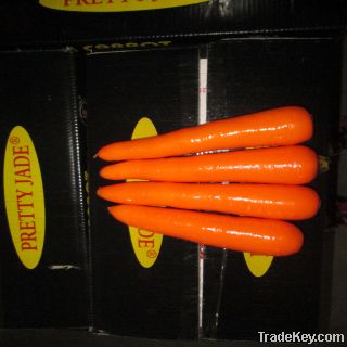 Heibei  new fresh carrot export to dubai