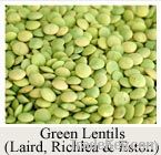 Canadian Green Lentils