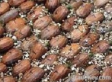 Quality Encephalartos seeds