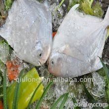 Fresh Frozen Pomfret Fish