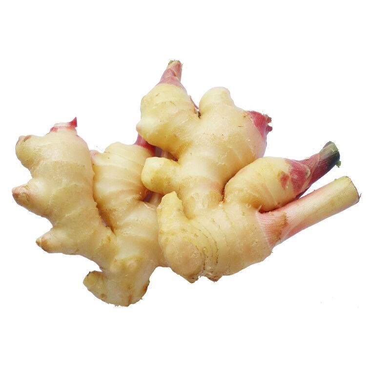 High quality fresh Ginger accept custom planting