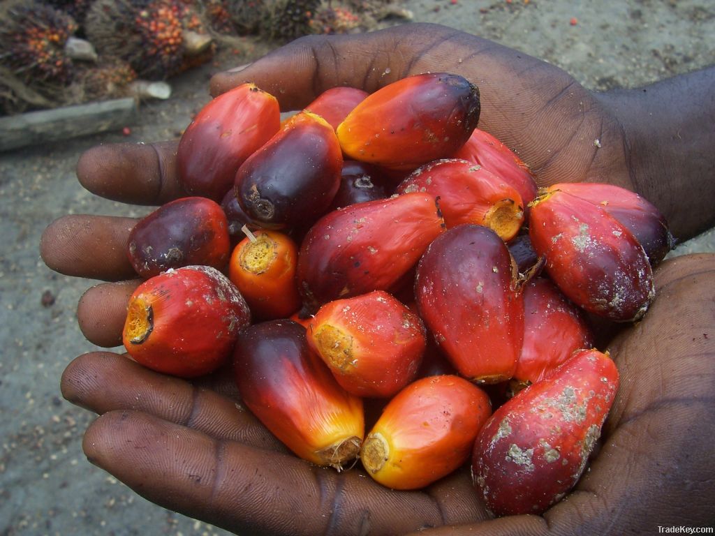 palm oil