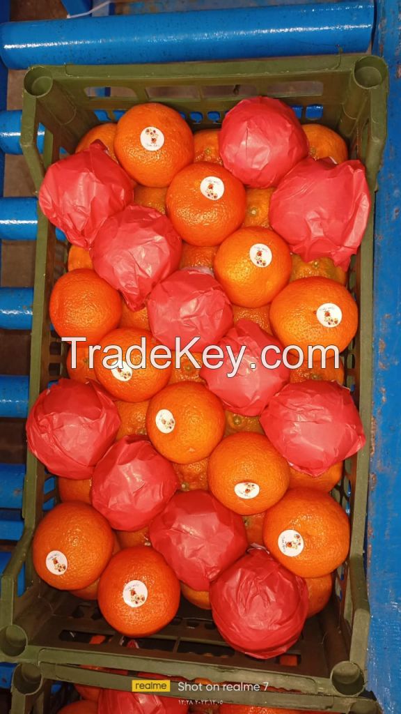 Premium Quality First-Grade Egyptian Oranges