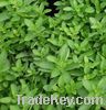 MARJORAM