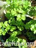 PARSLEY