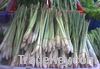 LEMON GRASS