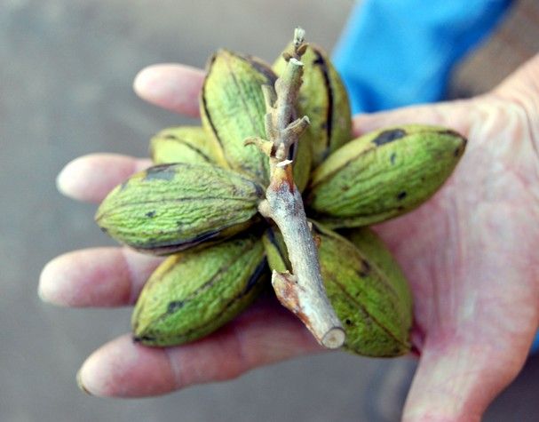 **Pecans In Cold Store** 2013 EARLY Harvest Pecan Nuts | Texas Wichita READY TO SHIP IMMEDIATELY