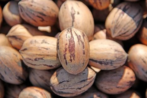 **Pecans In Cold Store** 2013 EARLY Harvest Pecan Nuts | Texas Wichita READY TO SHIP IMMEDIATELY