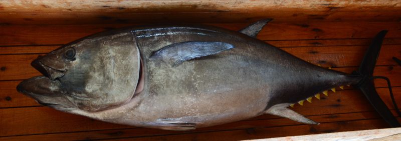 Bluefin Tuna (Fresh)