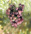 TABLE GRAPES 3