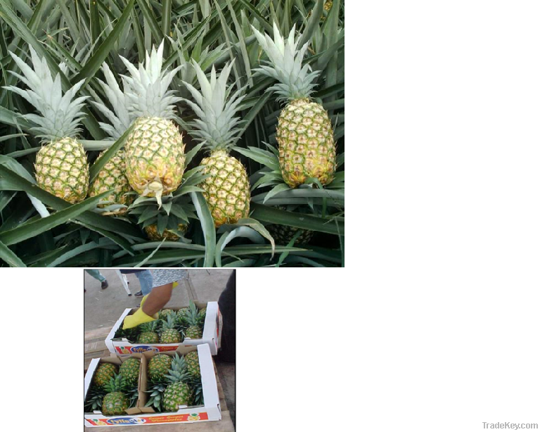 Fresh Pineapple