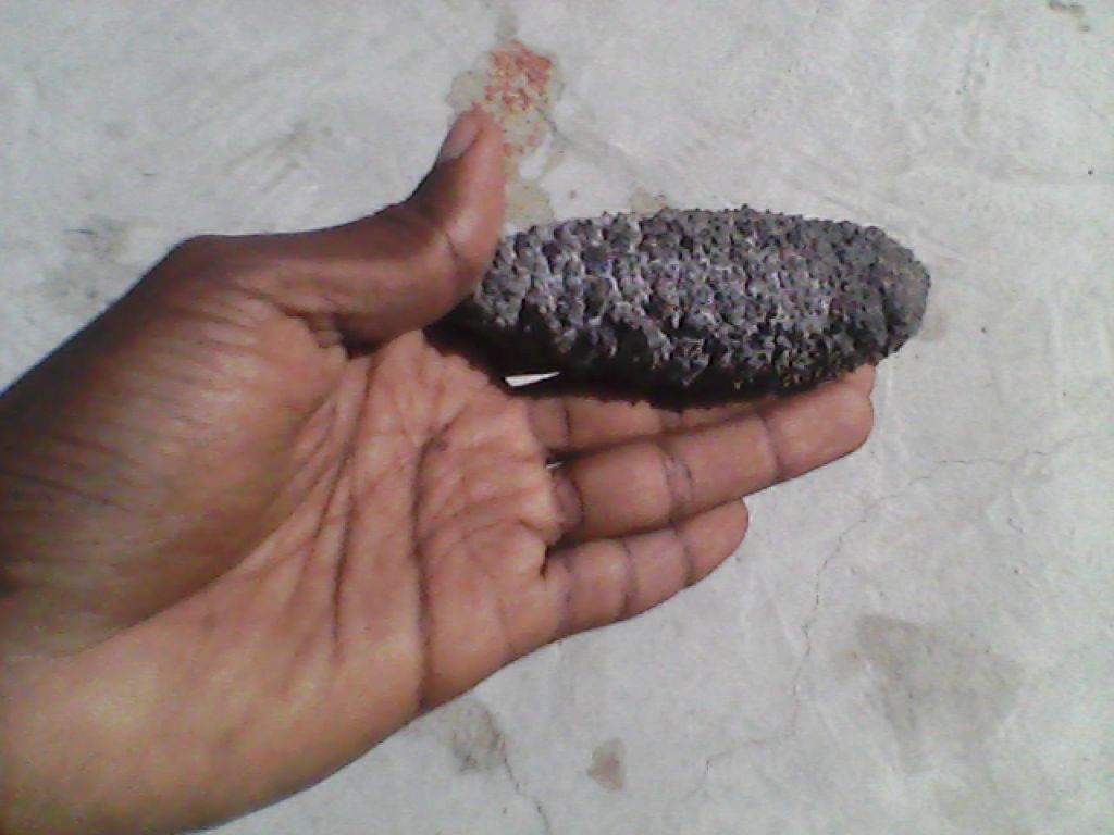 Sea Cucumber, Dried Sea Cucumber