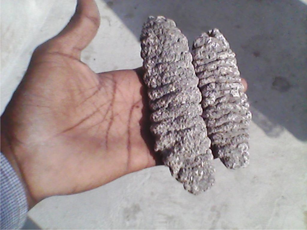 Sea Cucumber, Dried Sea Cucumber