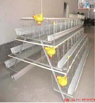 Modern automatic chicken egg cage