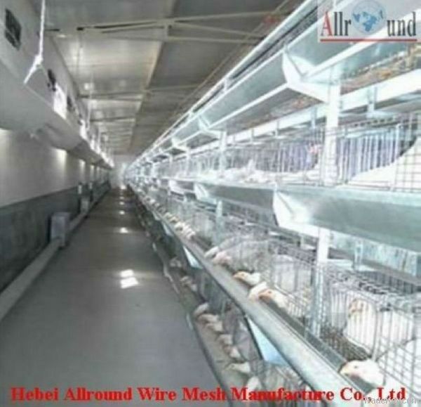 broiler chicken layers cage