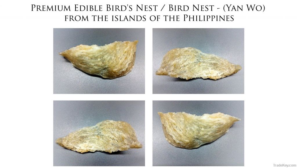 First Class Birds Nest from El Nido Palawan Philippines