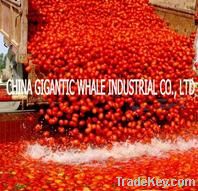36-38%, 28-30% and 30-32% drummed tomato paste