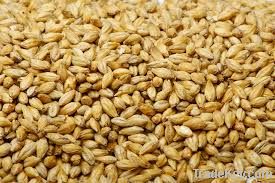 Barley seeds