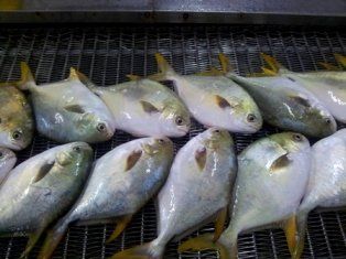 frozen golden pomfret