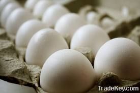 Fresh eggs