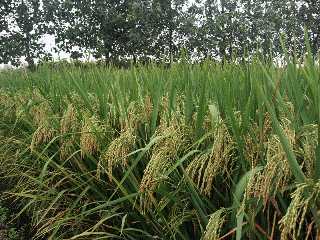 Hybrid Rice Seed