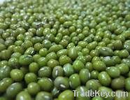 Green Mung Bean/ Greem Gram