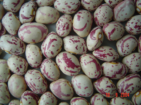 light speckled kidney bean