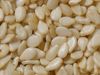 indian sesame seeds for best quality