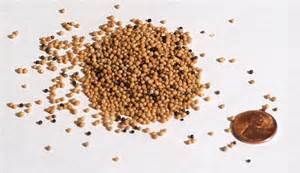 Rapeseed Or Mustard Seed