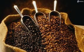 Arabica and Robuster coffee beans supplier