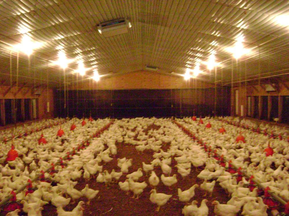 cellulose evaporative cooling pad for poultry