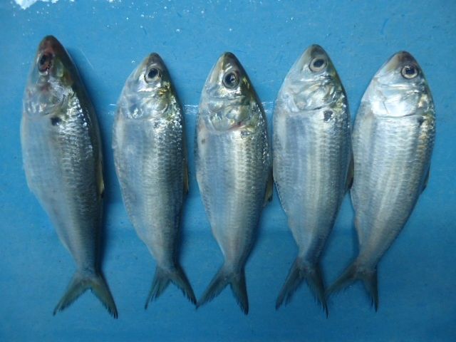 FROZEN SARDINE- BEST QUALITY