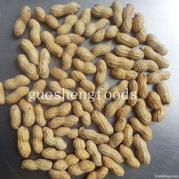 2013 good taste big size roasted peanut in shell