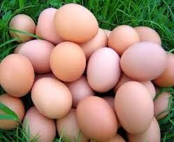 Fresh Chicken Egg