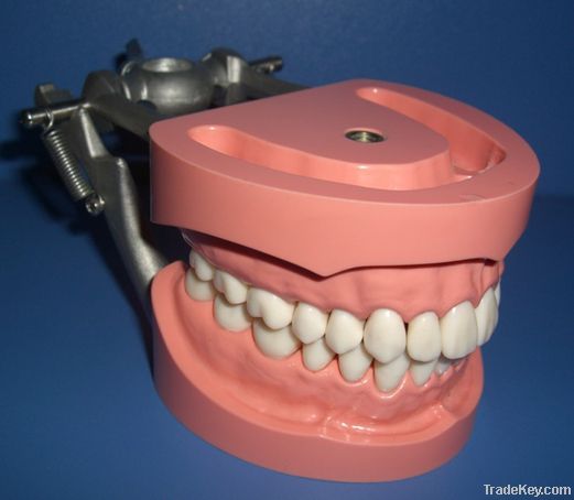 Articulated Dentoform Hard Gingiva Model