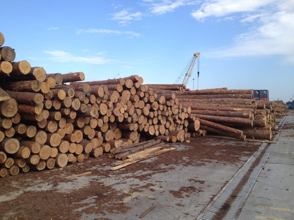 Pine wood logs