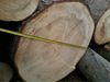 Spruce log Big Diameter