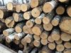 Birch logs, Birch round logs, Pine logs, Round timber