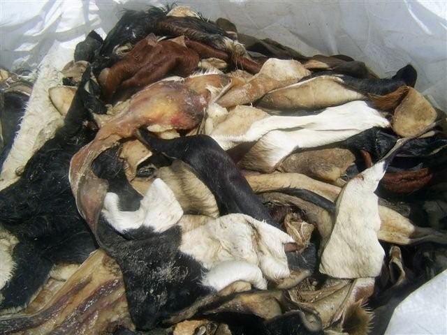 cow salted hides