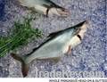 Pangasius Whole Fish