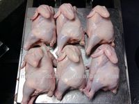 Frozen whole halal chicken