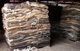 WET SALTED COW HIDES, SHEEP HIDES, GOAT SKIN