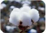 Cotton fibre